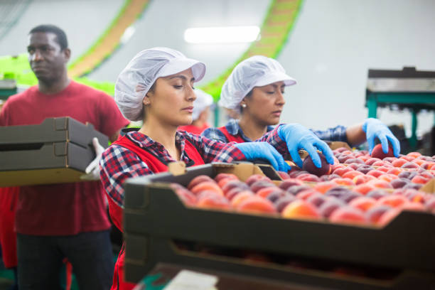istock Latino women sorting peaches at fruit storage 1307622301