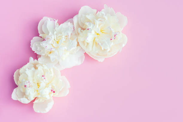 istock A beautiful white peonies flowers on pastel pink background. 1307622360