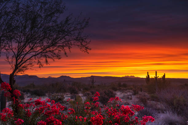 Desert Landscape in the Tonto National Forest at Sunrise stock photo