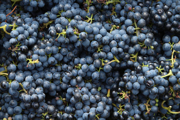 istock Harvest technical blue grapes for wine production 1307624615