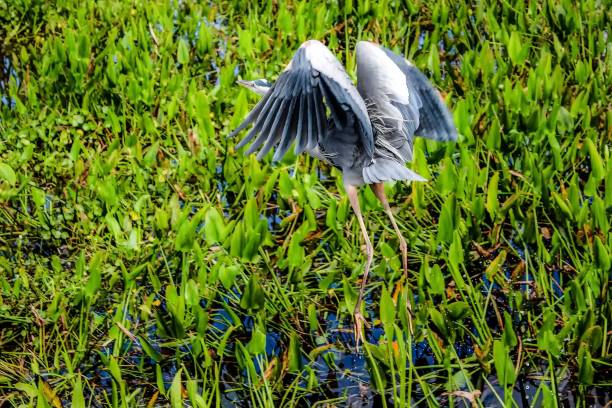 Grey heron in the cypress swamp. Wurdemann's great blue heron bird in the swamp big blue crane stock pictures, royalty-free photos & images