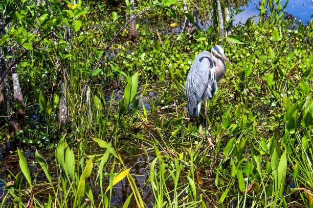 Grey heron in the cypress swamp. Wurdemann's great blue heron bird in the swamp big blue crane stock pictures, royalty-free photos & images