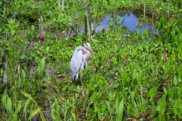 Grey heron in the cypress swamp. Wurdemann's great blue heron bird in the swamp big blue crane stock pictures, royalty-free photos & images