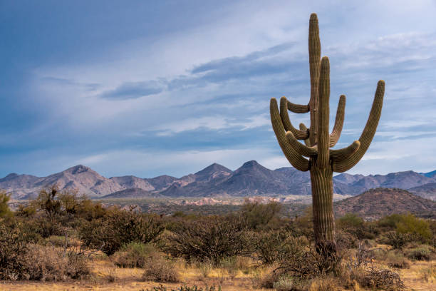 istock Desert Landscape in the Tonto National Forest 1307625842
