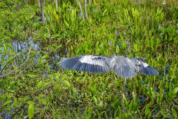 istock Grey heron in the cypress swamp. 1307625850