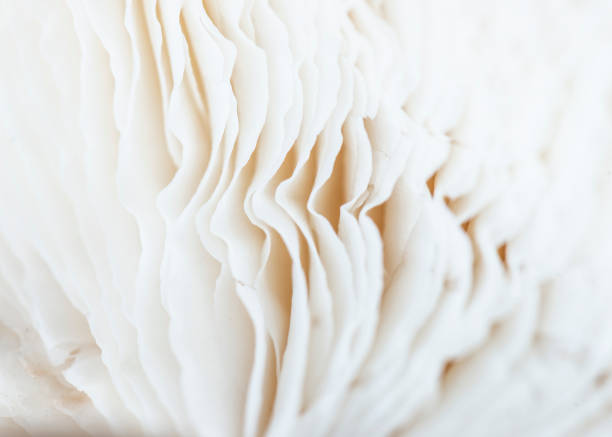 istock Mushroom Detail 1307626159