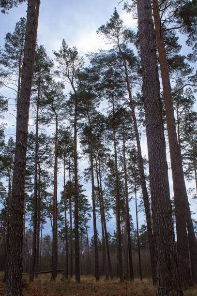 istock Beautiful pine trees at a clear day in spring 1307627105