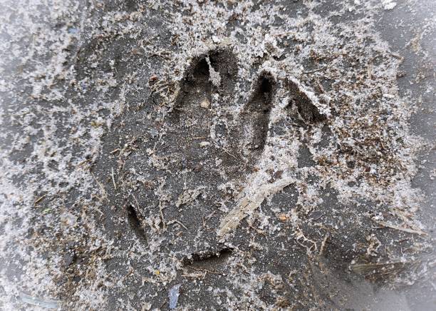 istock Fresh footprints of a deer 1307627364