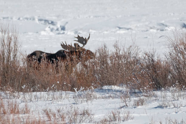 istock Large Bull Moose foraging in snow covered prairie 1307628473