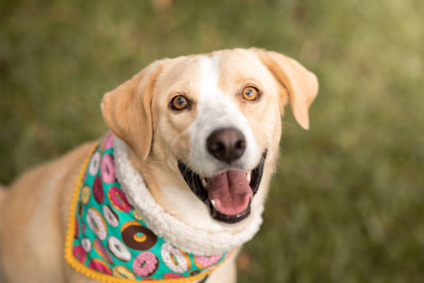 istock Portrait of cute smiling dog 1307628879