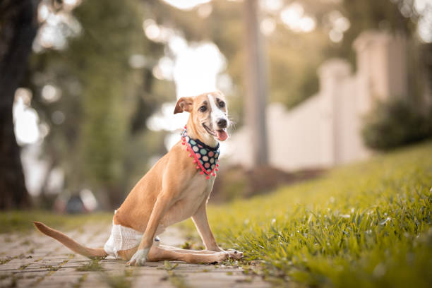 porträtt av söt hund med speciella behov som bär blöja sitter på trottoaren - paraplegisk bildbanksfoton och bilder
