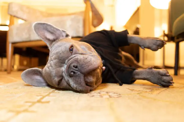 french bulldog in black hoodie lying on her side on the carpet