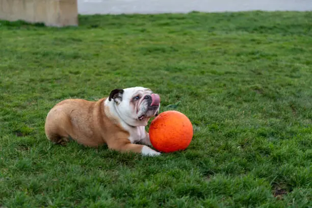 young bulldogs playing in the park
