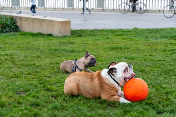 young bulldogs playing in the park
