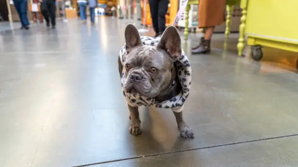 French bulldog on a walk wearing leopard print sweater