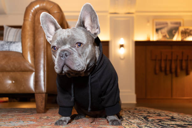 istock french bulldog wearing sweater 1307630273