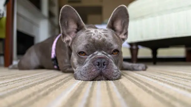 lazy french bulldog