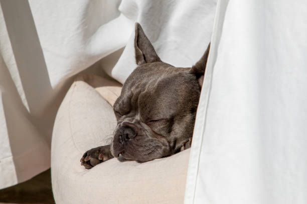 istock sleeping french bulldog 1307630286