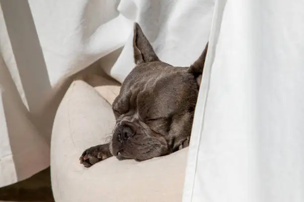 frenchie sleeping in the sun
