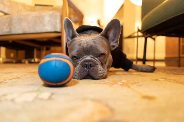 french bulldog sleeping on carpet with tennis ball