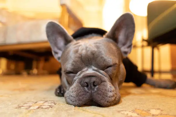 cute frenchie sleeping on a rug