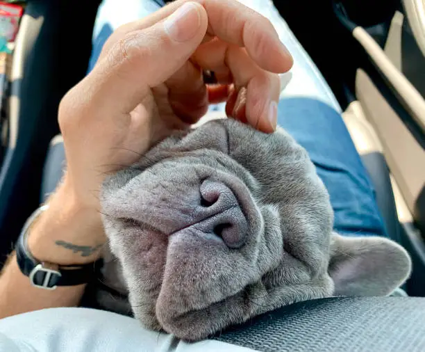 super cute squishy face french bulldog asleep in owner's arms