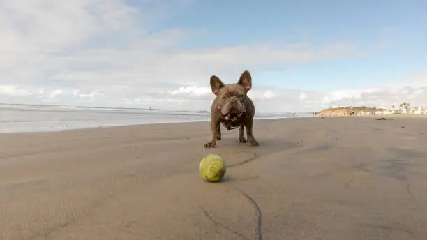 Wet french bulldog on the beach in San Diego with sandy tennis ball