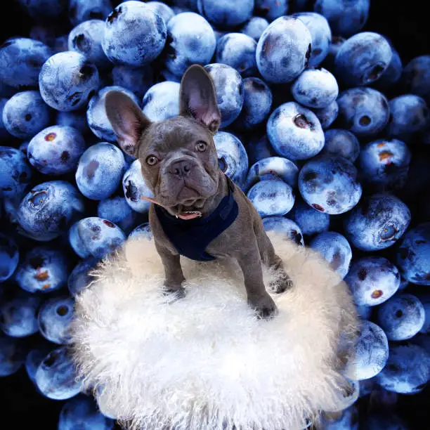 young frenchie against a blueberry background