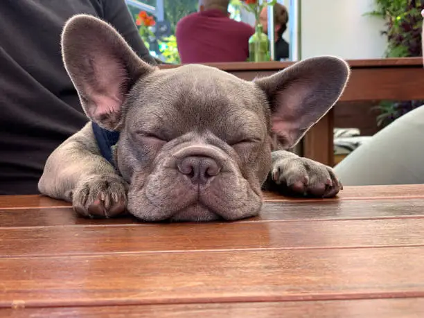 young french bulldog with big ears sleeping on the table