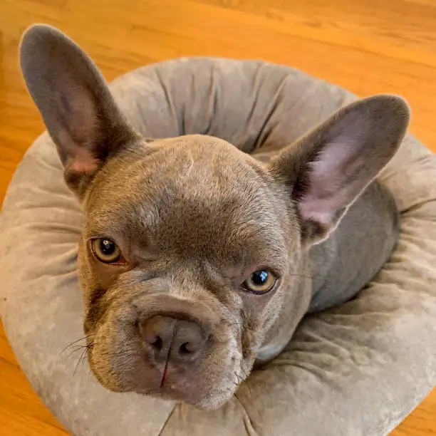 french bulldog puppy in her bed with big ears