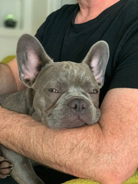 istock French Bulldog in owner's arms 1307630377