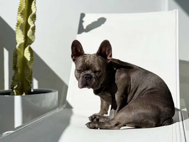 Frenchie lounging on a chair in the sun with green cactus