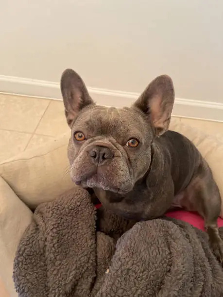 young frenchie lying in her bed with her blanket