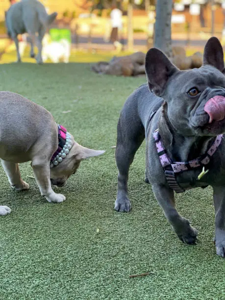 cute young frenchies playing together at the dog park
