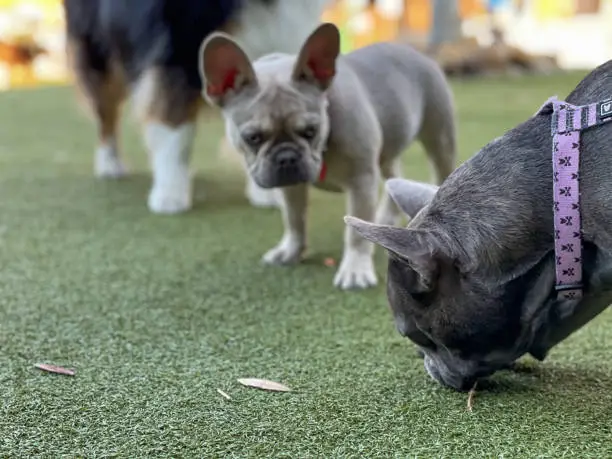 cute young frenchies playing together at the dog park