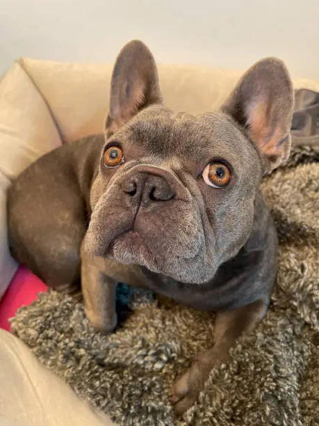 young frenchie lying in her bed with her blanket