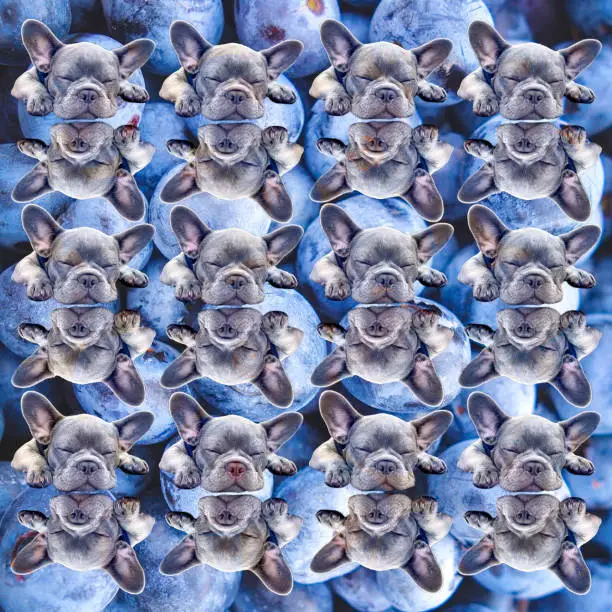 frenchies against a blueberry background