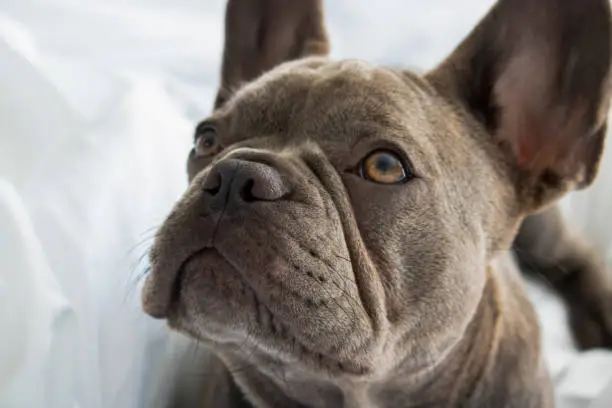 cute frenchie on a white hotel bed