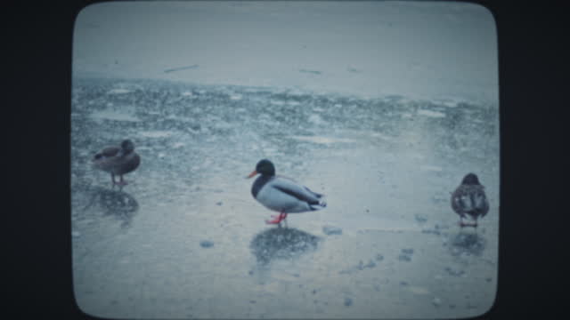 Ducks walking on a frozen lake.