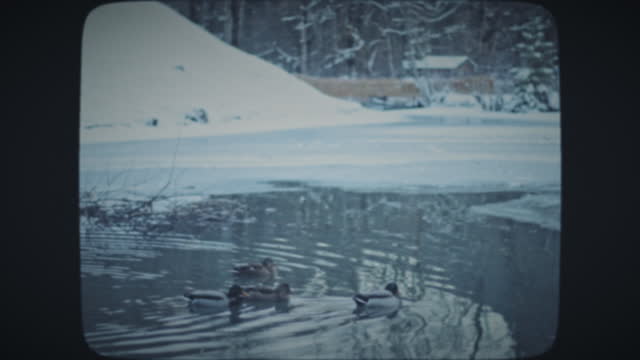 Mallard ducks floating in cold icy lake
