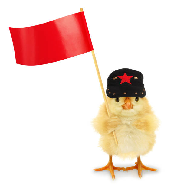 Cute cool chick communist with red flag funny conceptual image