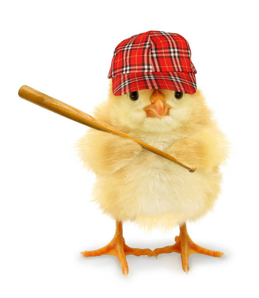 istock Cute cool chick baseball player batter, with bat funny conceptual image 1307632173