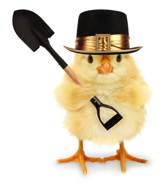 istock Cute cool chick gravedigger or undertaker with spade funny conceptual image 1307632175