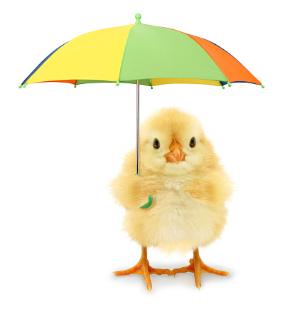 This is a cute cool chick with colorful umbrella, conceptual image.