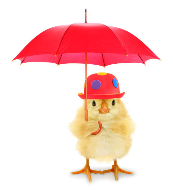 istock Cute cool chick with red hat and umbrella funny conceptual image 1307632189