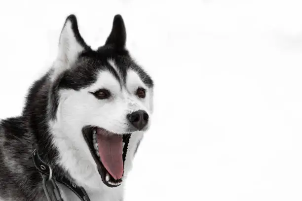 Photo of Portrait of a dog of the Siberian Husky breed. The pet is black and white with a wide open mouth and open eyes. The funny dog is laughing. The animal is screaming. Screaming animal. High quality photo