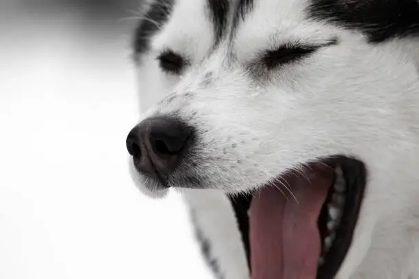 Photo of Portrait of a dog of the Siberian Husky breed. The pet is black and white with a wide open mouth. Very close-up. The dog on the right is looking to the left. An animal with closed eyes.