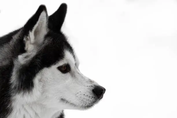 Photo of Portrait of a dog of the Siberian Husky breed. Black-white dog with brown eyes on a white background. Copy space. The animal on the left of the frame looks to the right. High quality photo