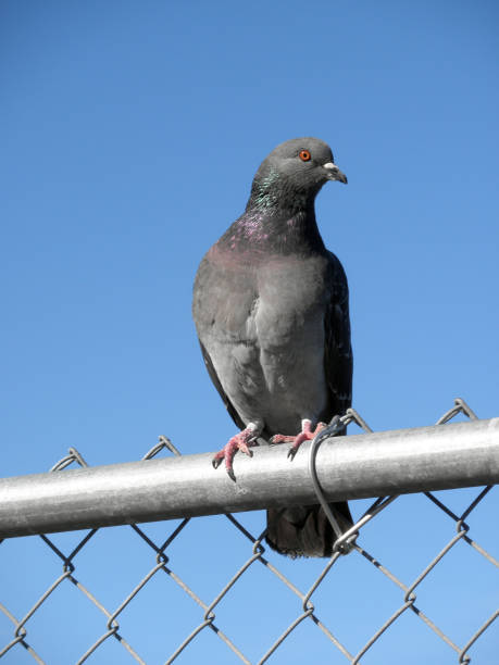 istock Pigeon Looking around while sitting on a fence 1307633218