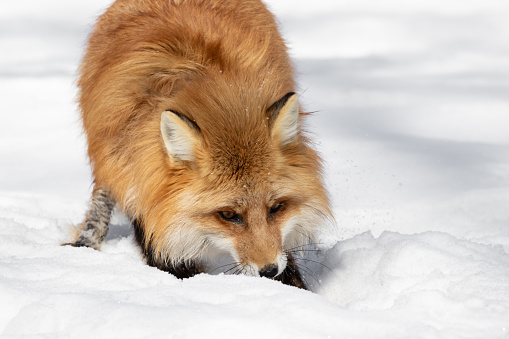 A red fox digs a hole in the snow. The fox on the hunt climbs into the hole. Predator hunts in winter. Wild animal in its natural habitat. Hunting rodent in the winter season. High quality photo